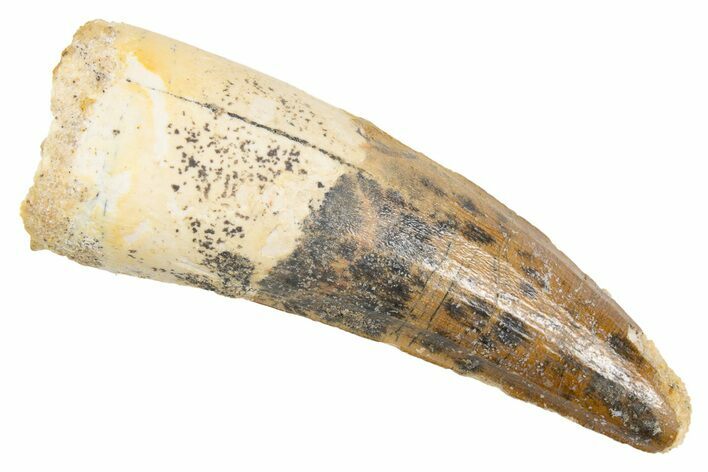 Fossil Spinosaurus Tooth - Real Dinosaur Tooth #305791